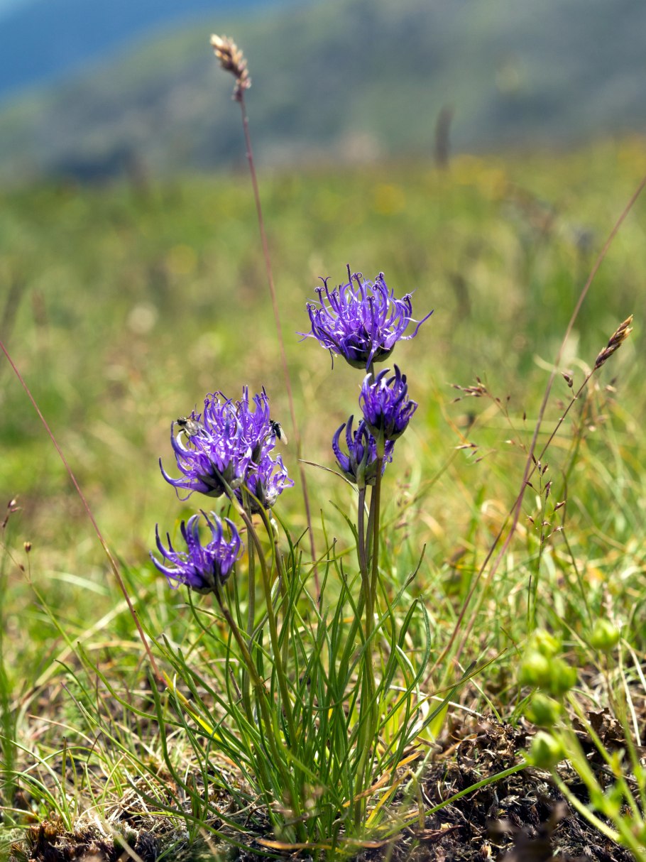 Кольник Шейхцера (Phyteuma scheuchzeri)