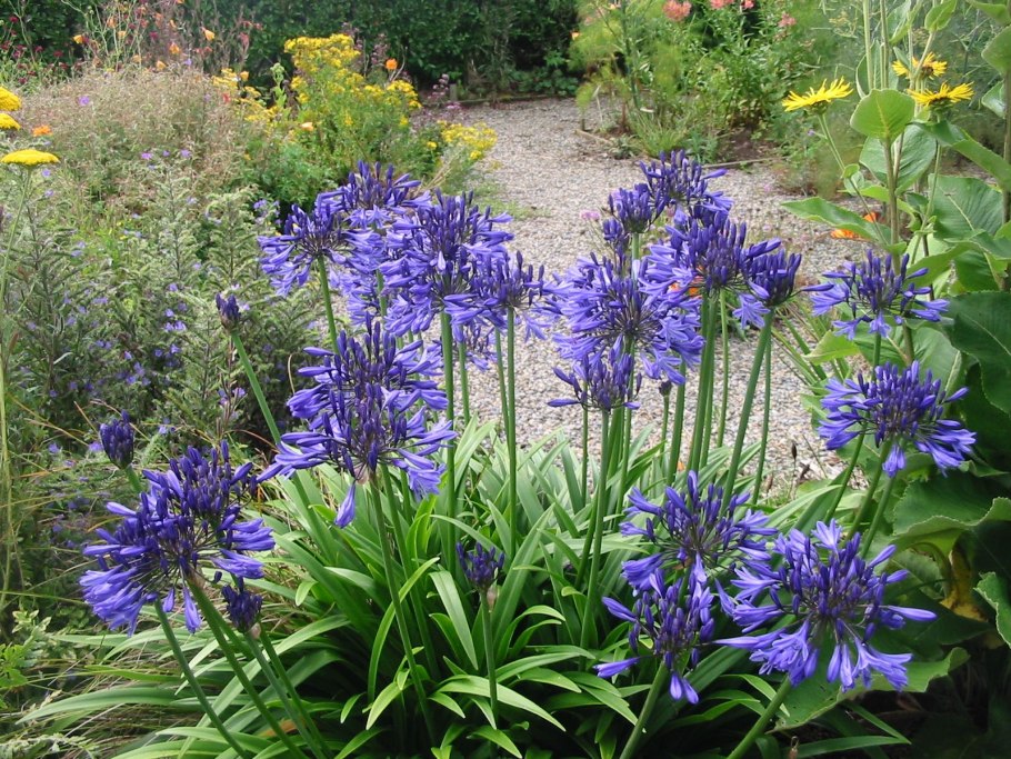 Кольник цветок