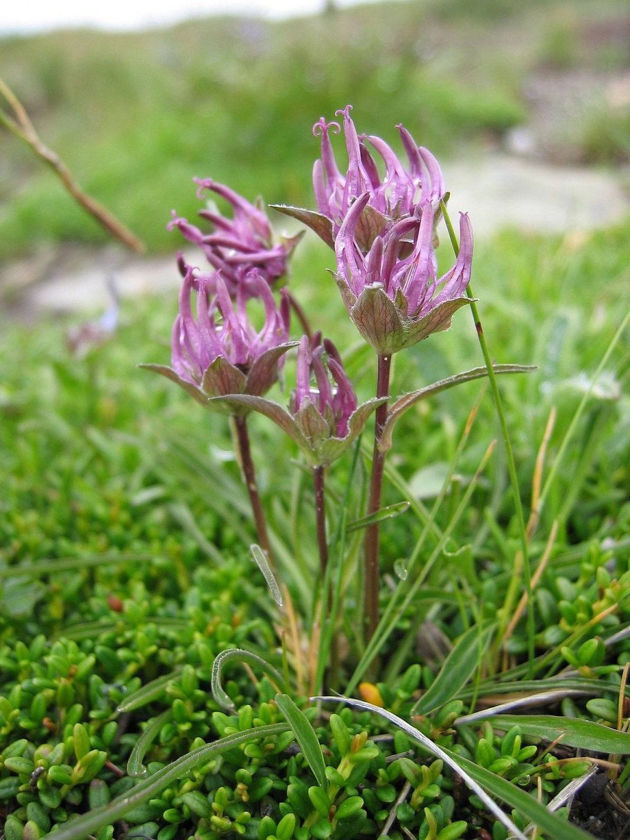 Phyteuma globulariifolium