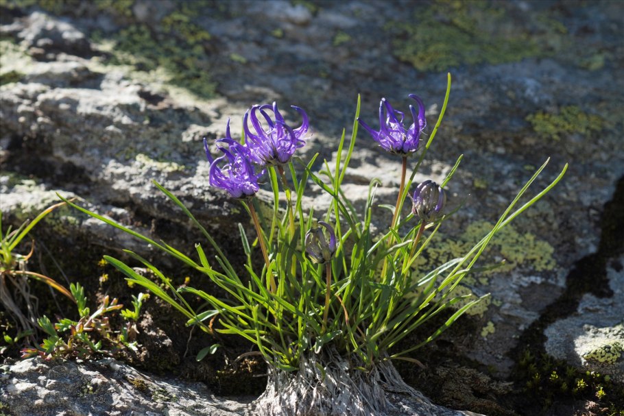 Phyteuma spicatum Кольник Колосистый