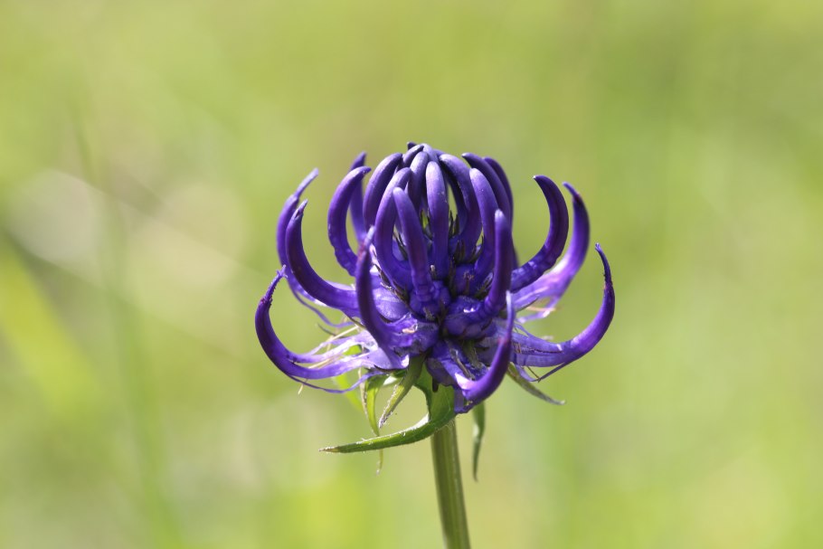 Rampion цветок