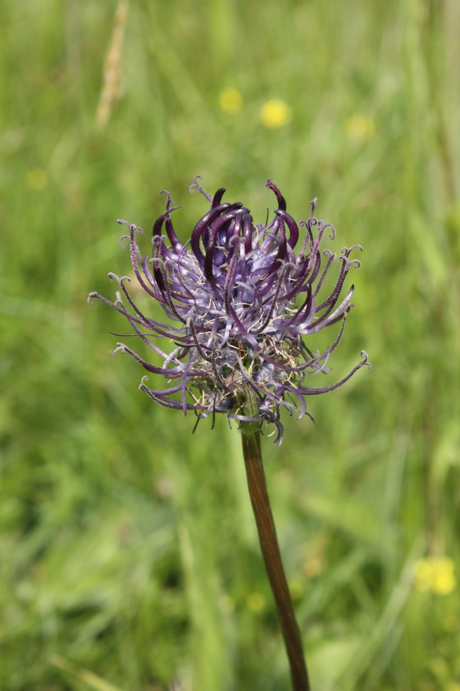 Кольник коготь дьявола