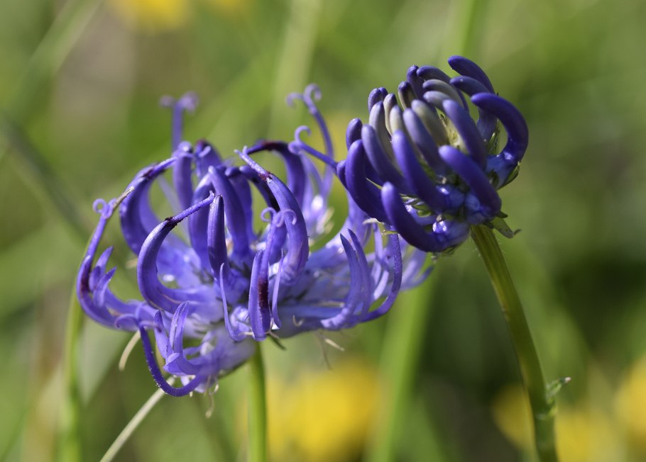 Кольник Шейхцера (Phyteuma scheuchzeri)