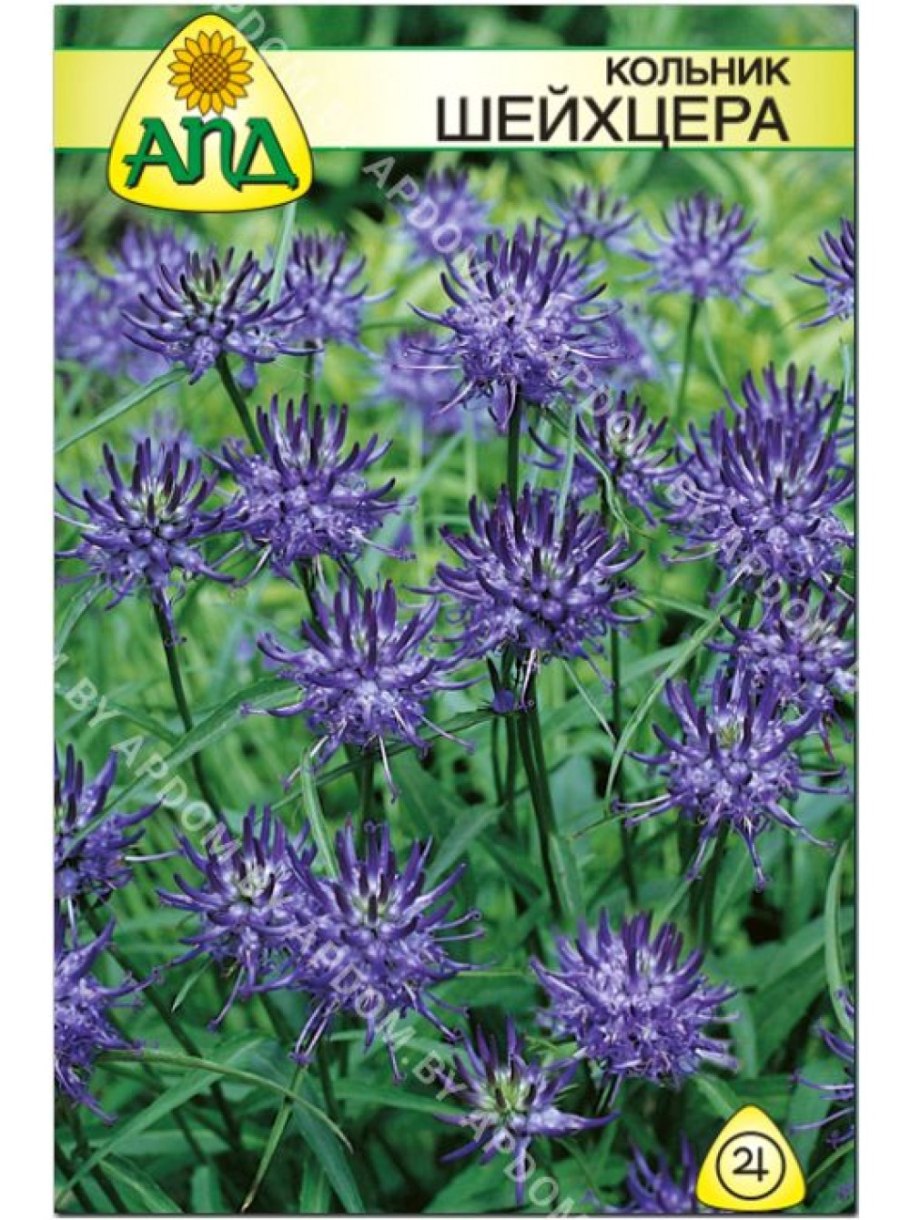 Phyteuma scheuchzeri