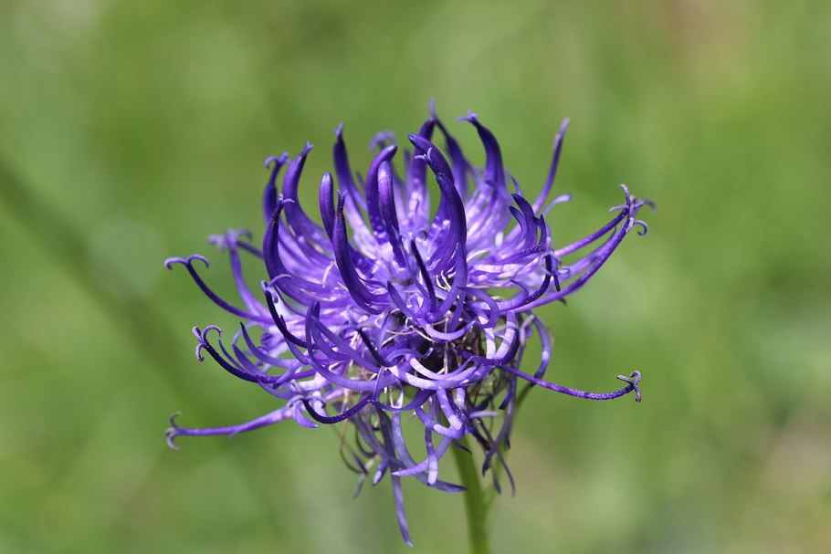 Phyteuma hemisphaericum