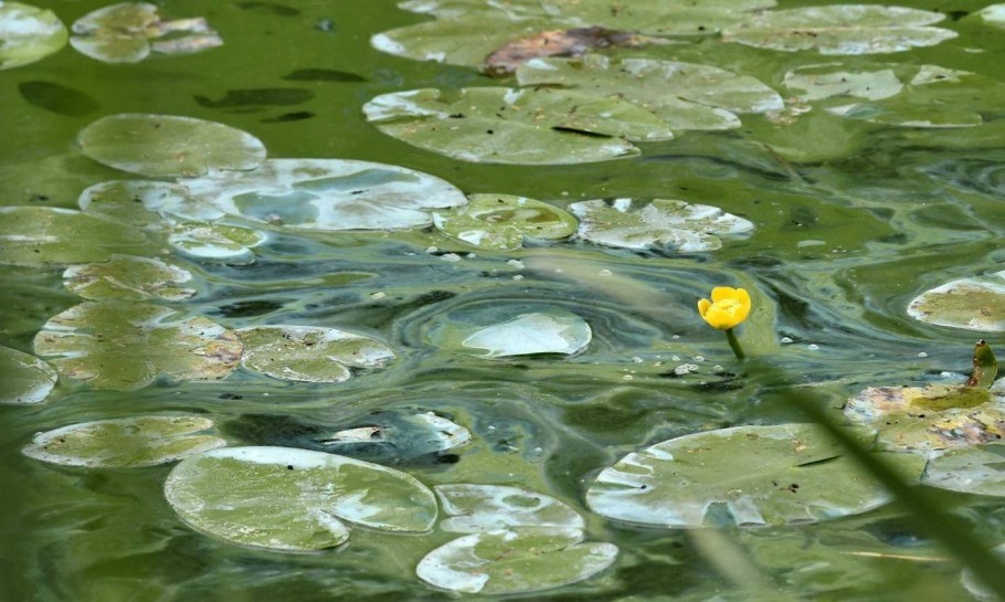 Цветение воды цианобактерии