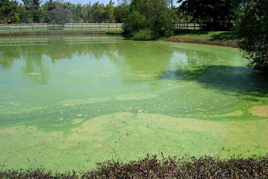 Эвтрофикация озера