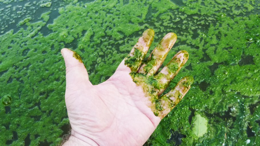 Цветение водоемов эвтрофикация