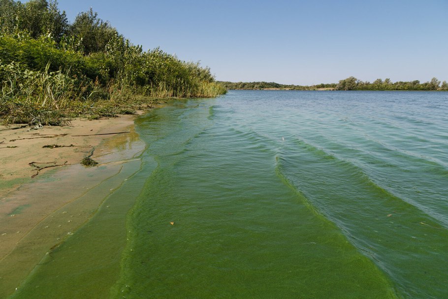 Цимлянское водохранилище цветение водорослей