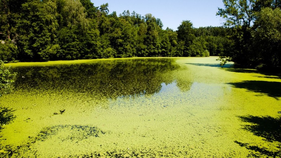 Эвтрофикация озера