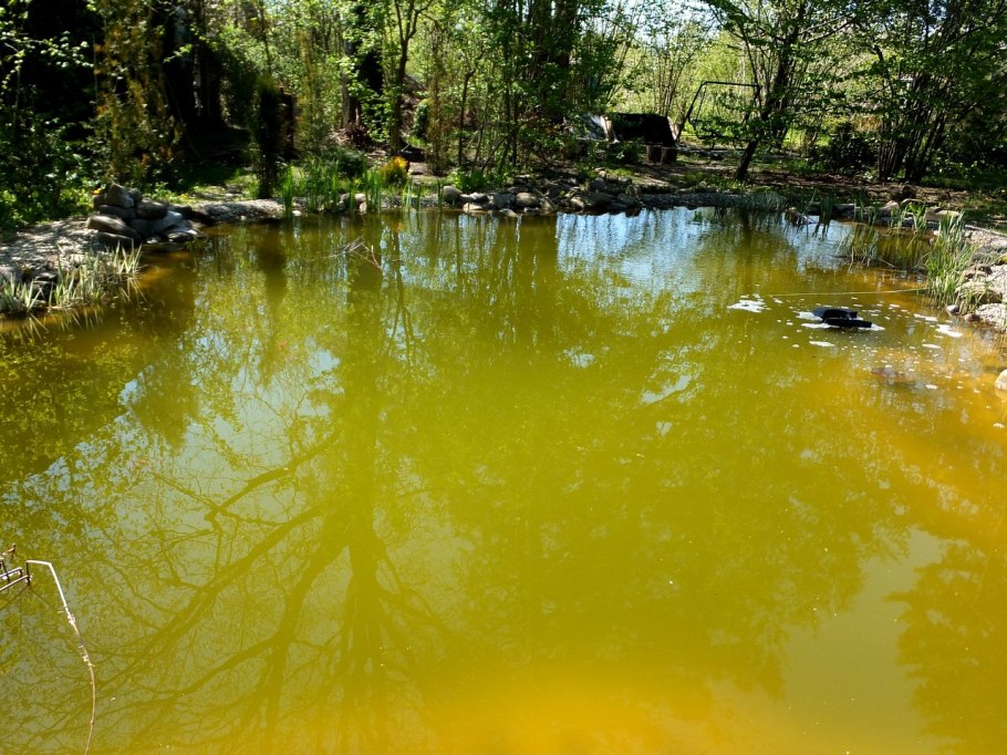 Эвтрофные водоемы