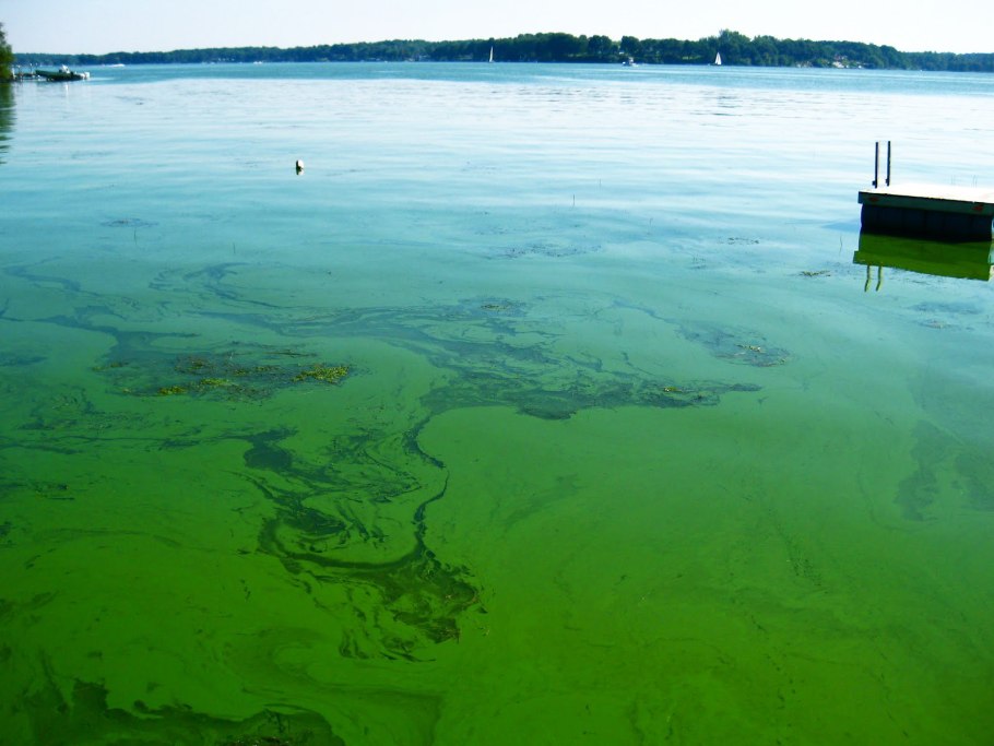 Цветение воды в озере
