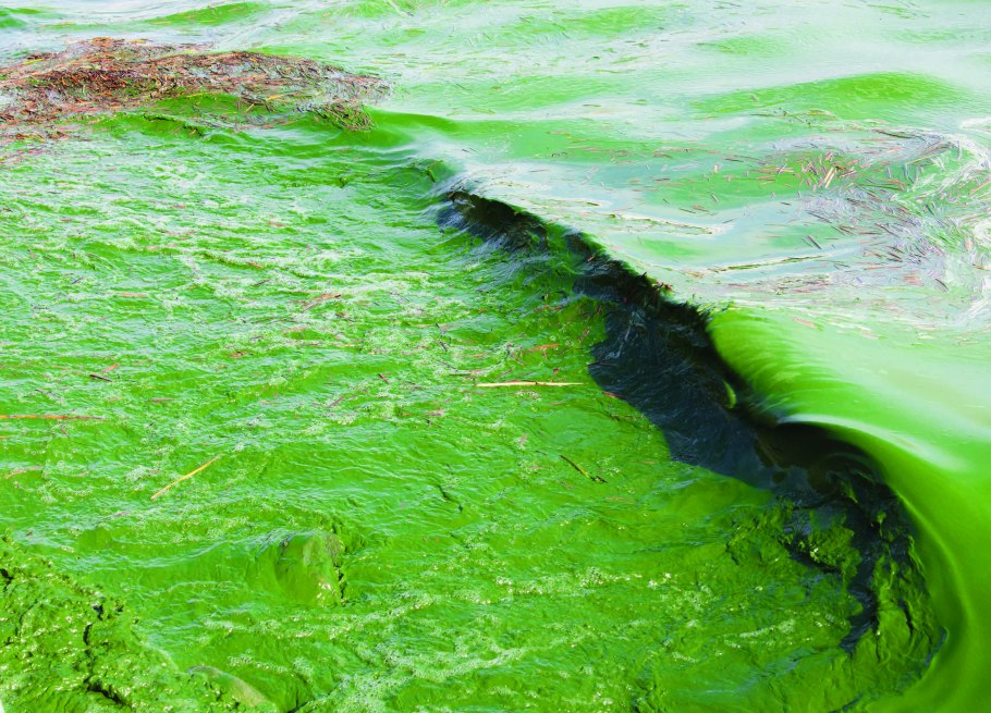 Цветение воды цианобактерии