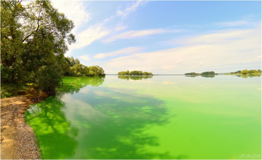 Цветение воды