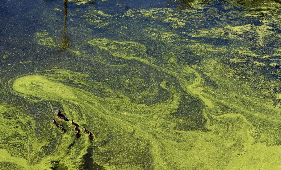 Синезеленые водоросли цветение воды