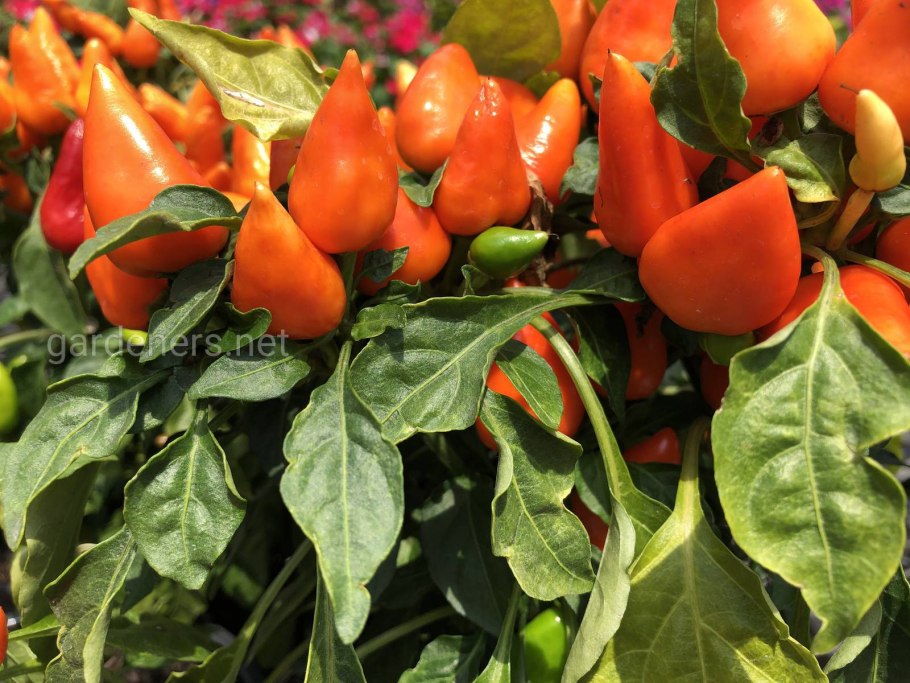 Острый перец Чили