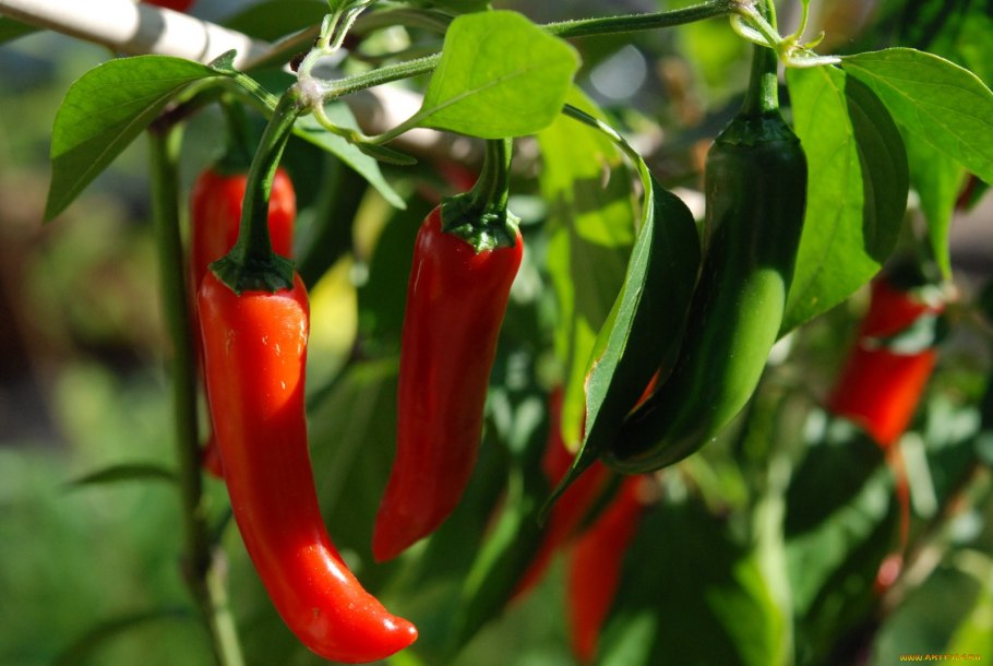 Перец стручковый острый