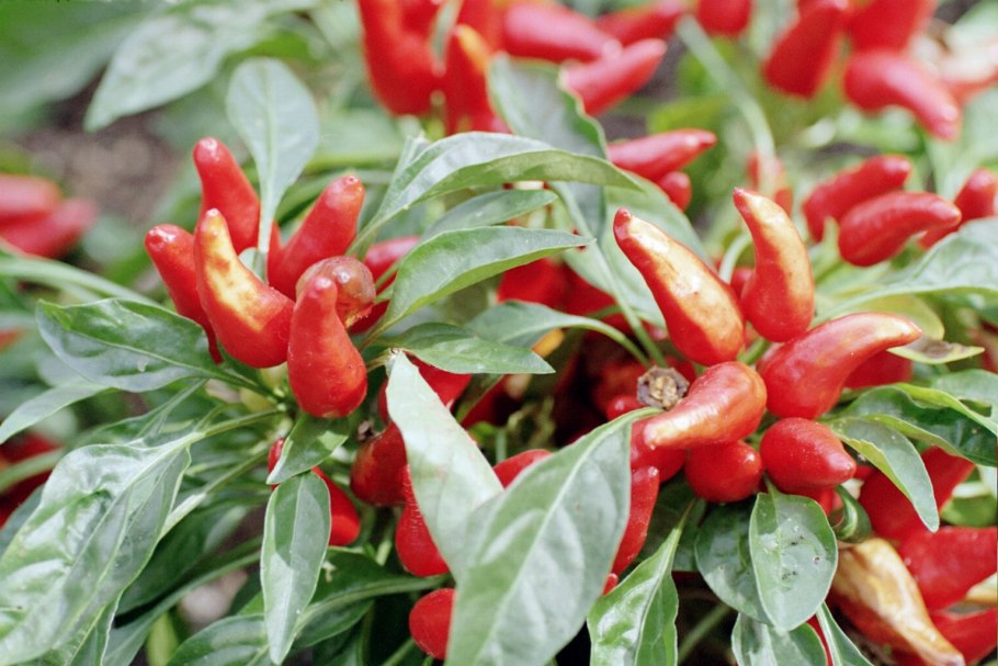 Перец стручковый — capsicum annuum