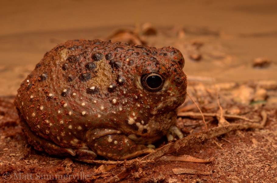 Крестоносная Пустынница