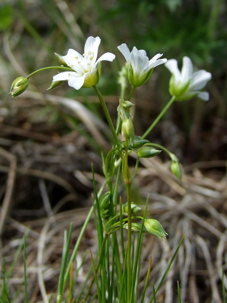 Растение Песчанка Биберштейна