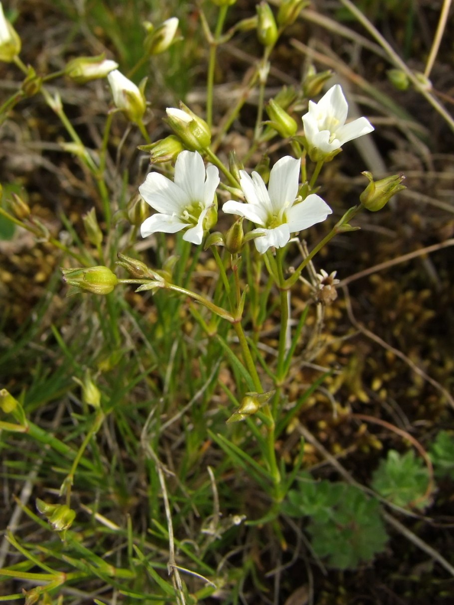 Песчанка Биберштейна