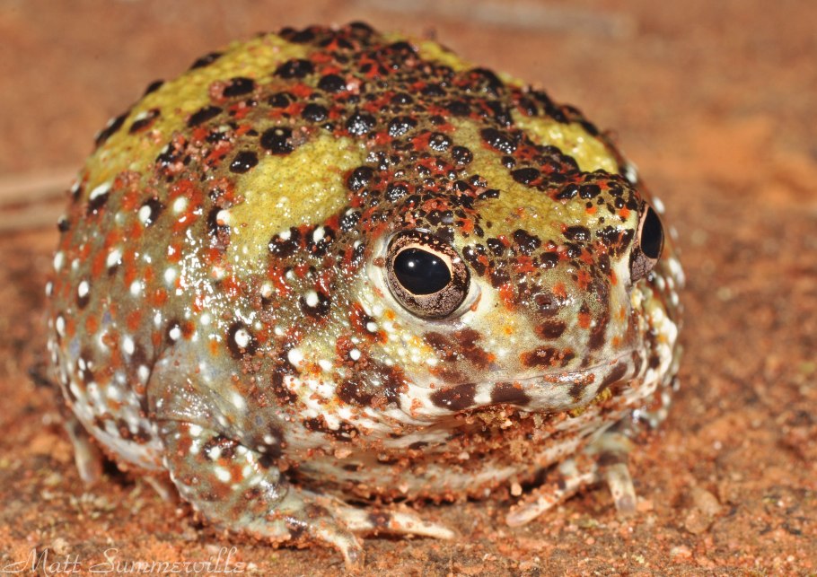 Пустынница Скальная