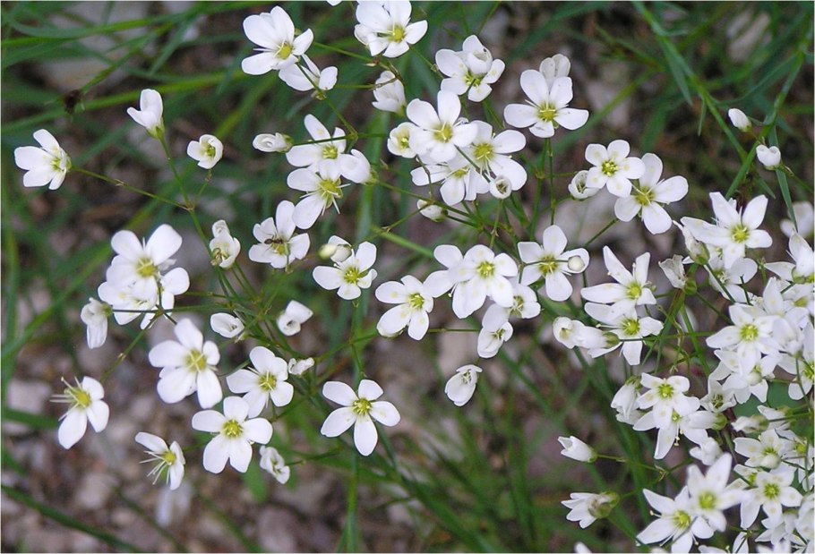 Ясменник кавказский