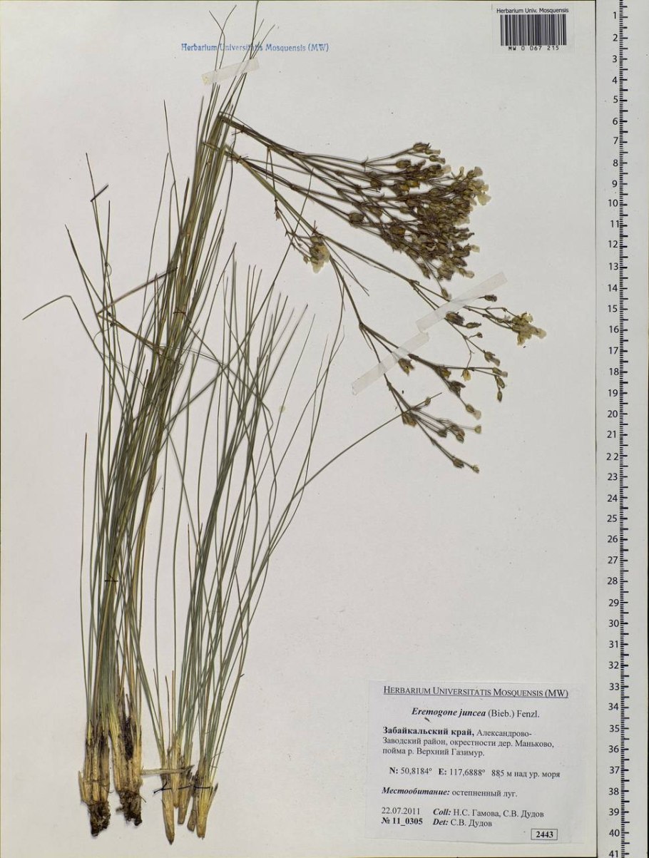 Eremogone juncea