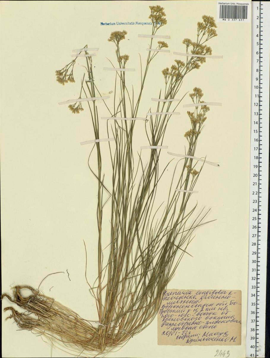 Котык Степной отросток