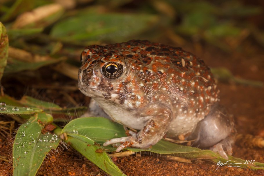 Пустынница Голубиная