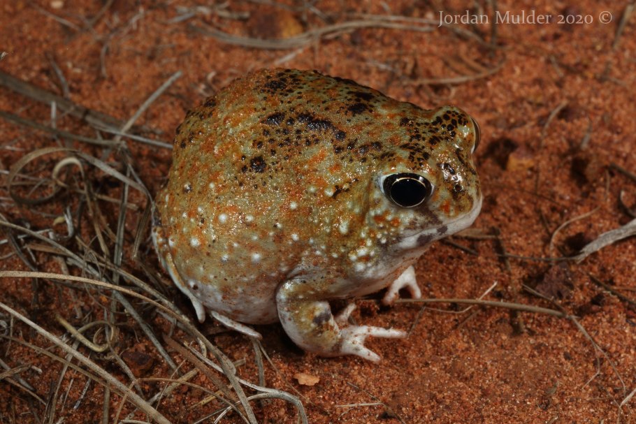 Минуарция Гельма