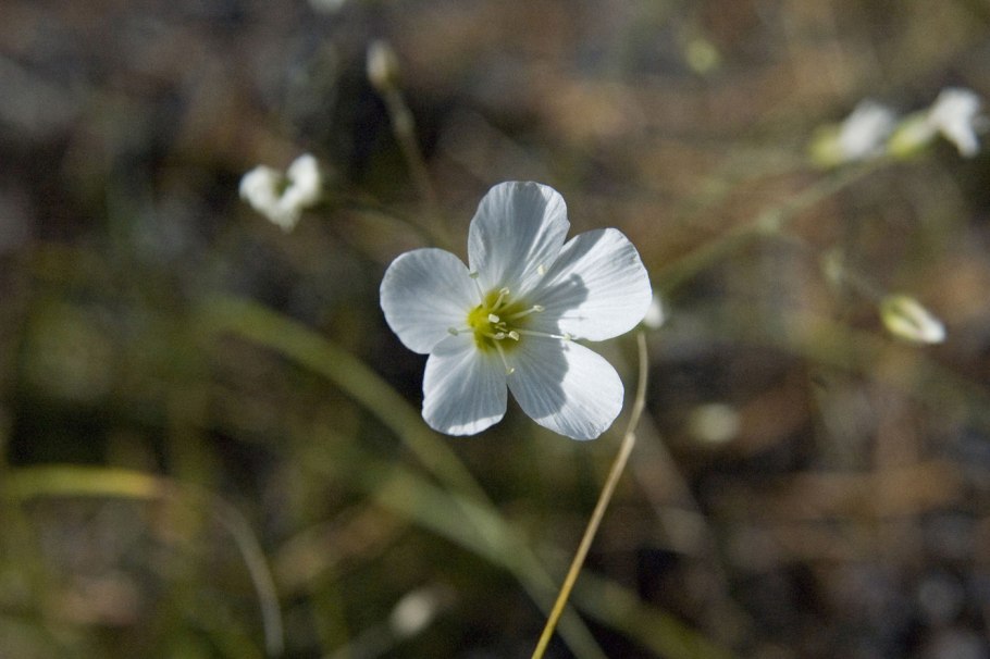 Пустынница волосовидная