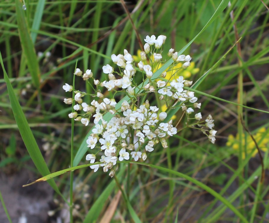 Растение Песчанка Биберштейна