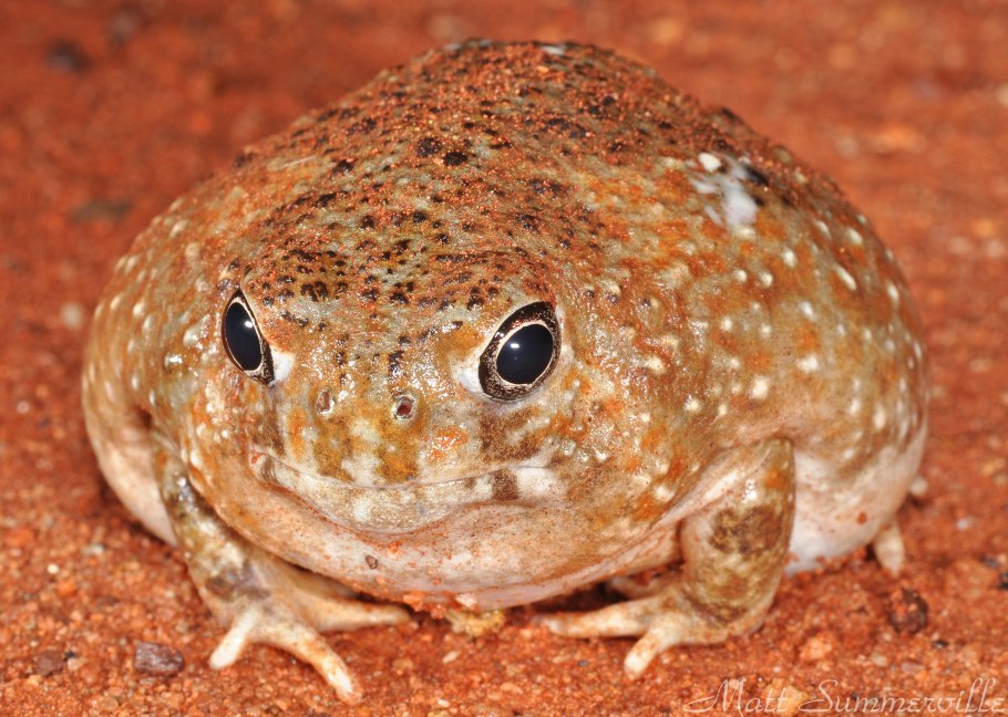 Spadefoot toad