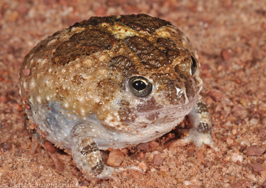 Лягушка Пустынница