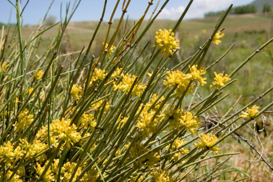 Песчанка Биберштейна