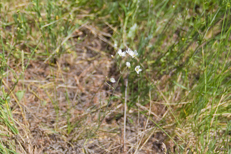 Крестоносная Пустынница