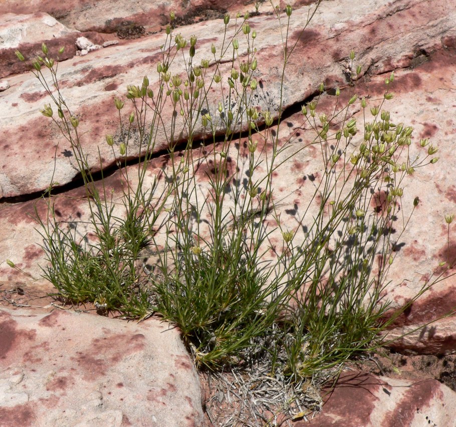 Пустынница мелкожелезистая