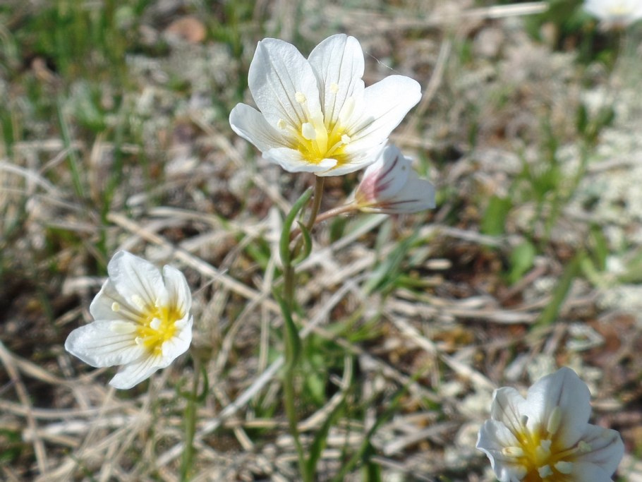 Растение Песчанка Биберштейна