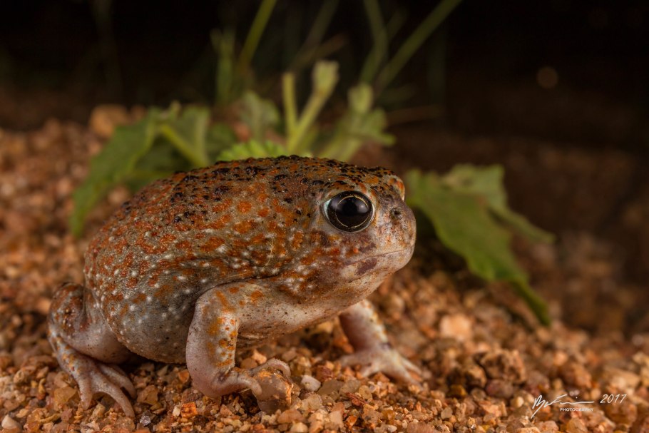 Крестоносная Пустынница