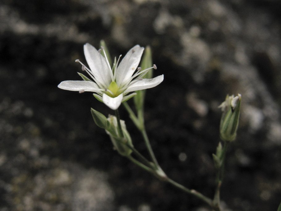 Arabidopsis petraea