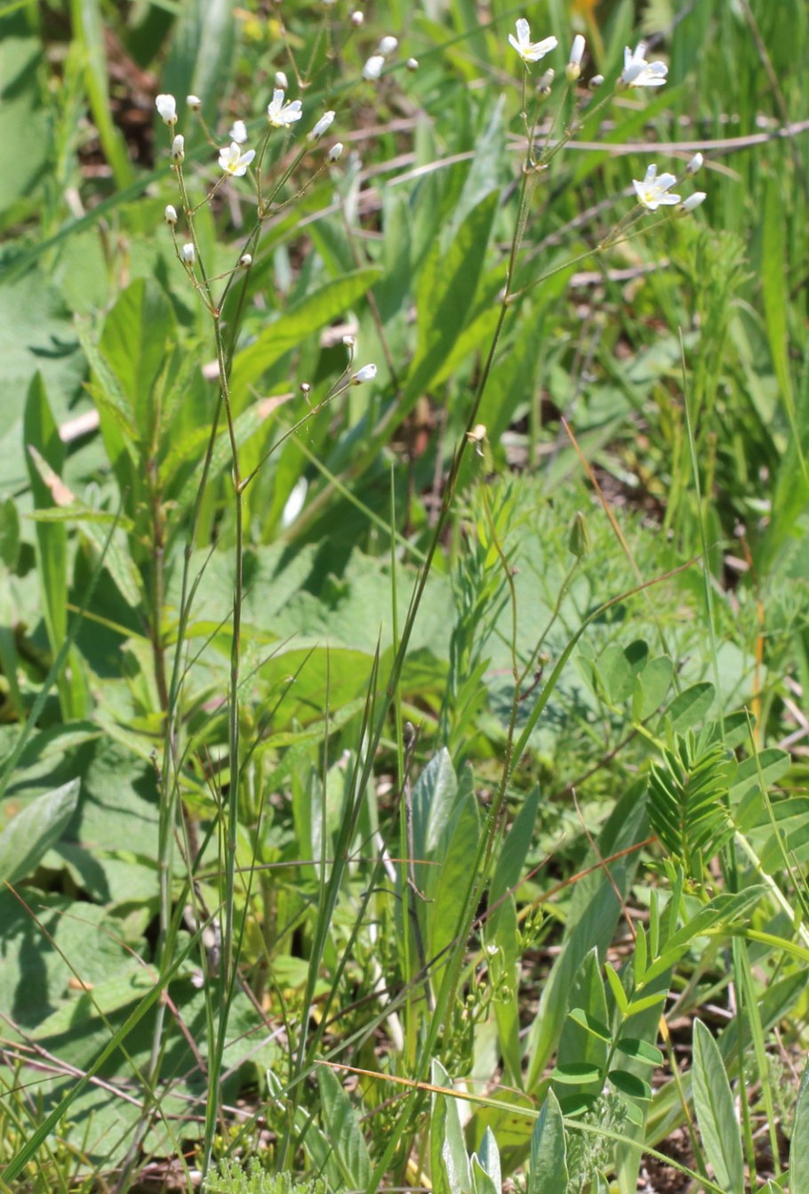 Ожика Полевая