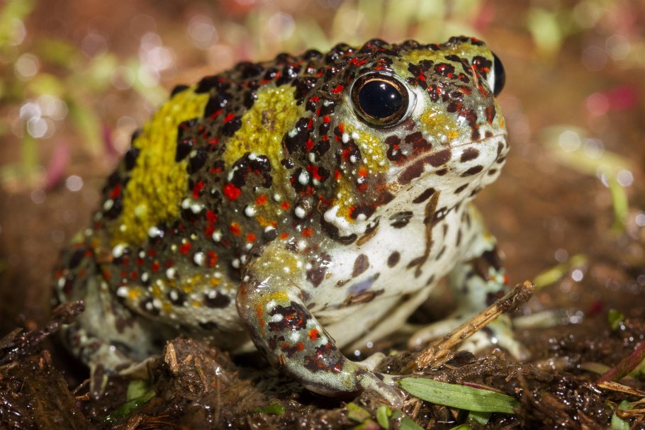 Крестоносная Пустынница