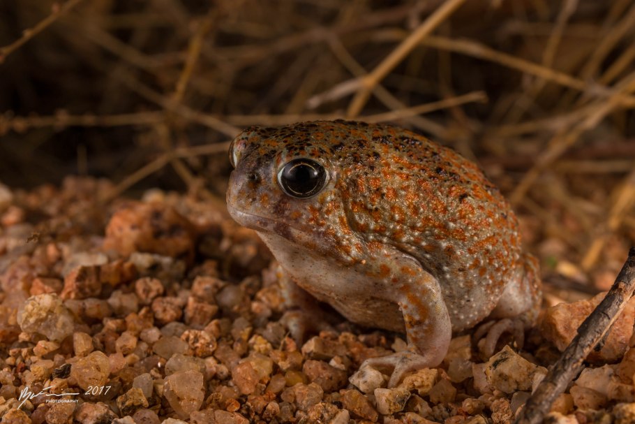 Эфедра Крымская