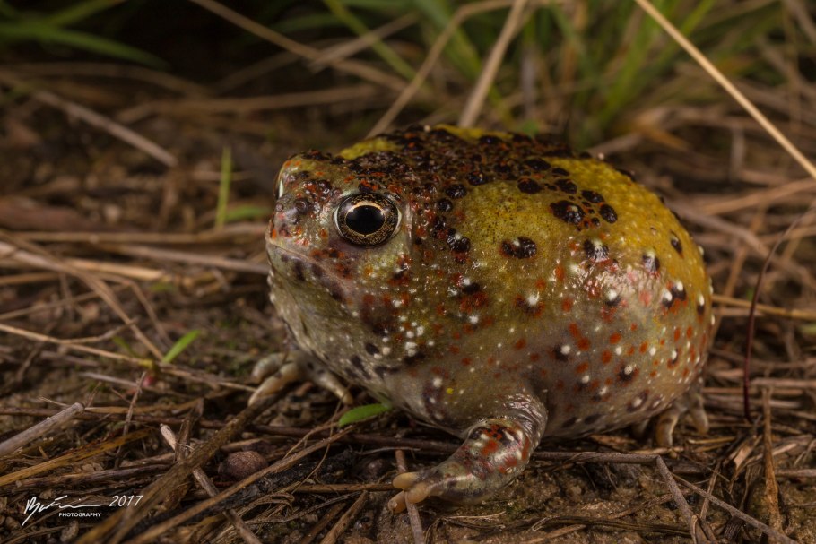 Крестоносная Пустынница лягушка