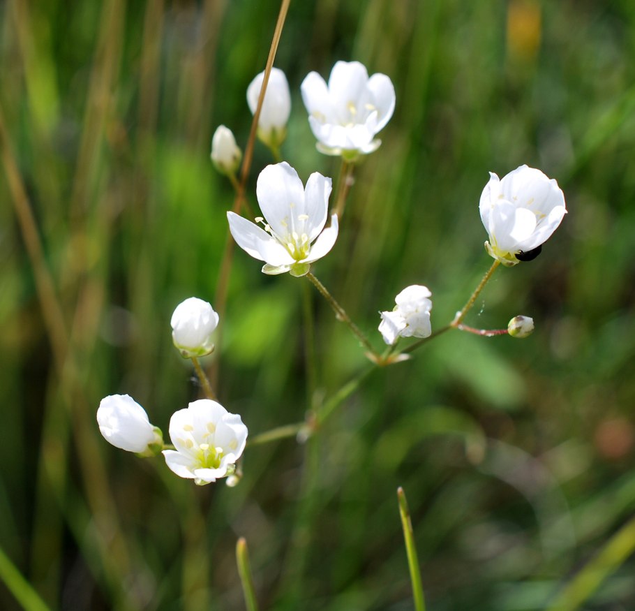 Пустынница Биберштейна
