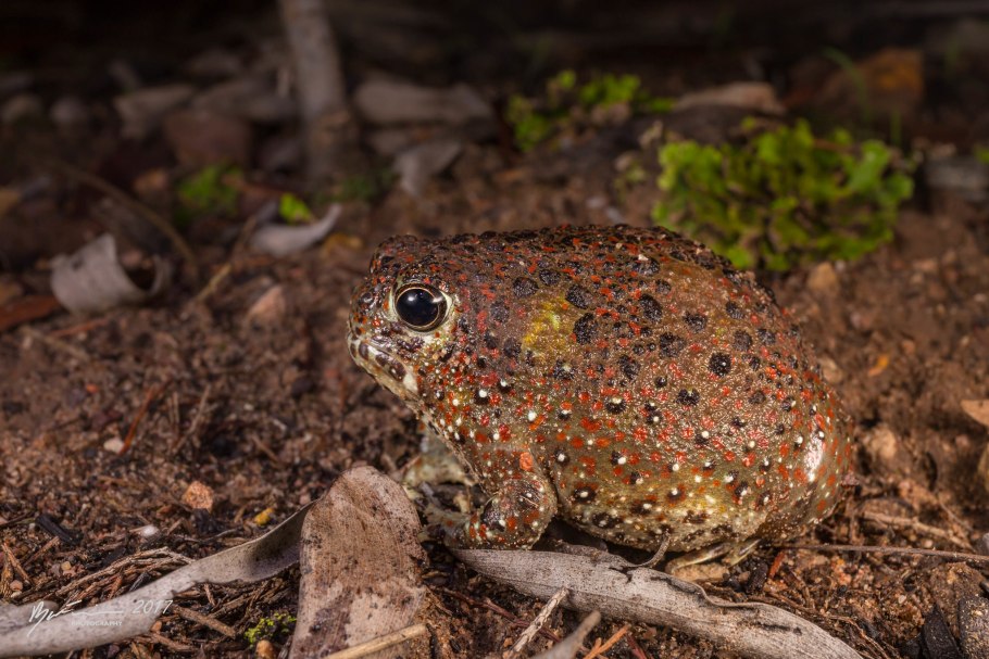 Пустынница Корина