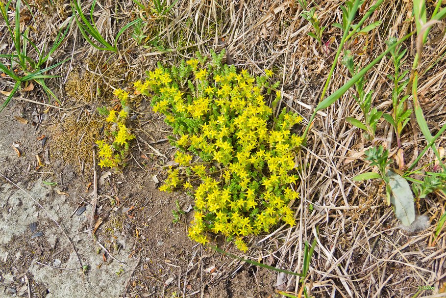 Осока ячменерядная