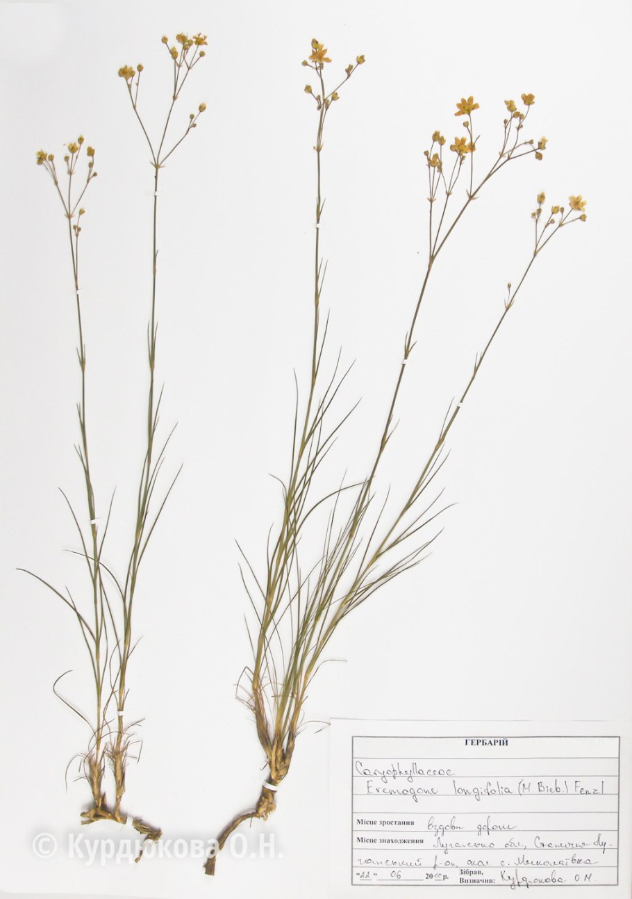 Ptilotrichum tenuifolium