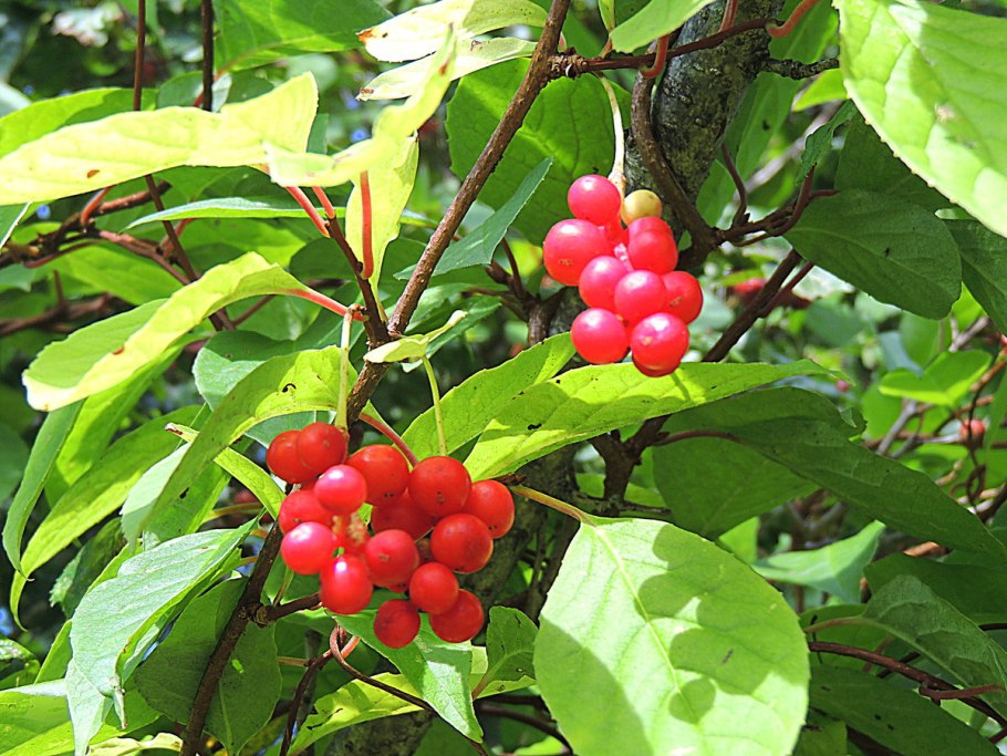 Лимонник chinensis